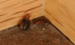 Způsoby, jak se zbavit bedbugs v domě